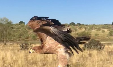 Adler im Flug in der Natur
