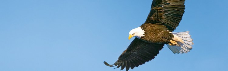 Adler Flug am blauen Himmel